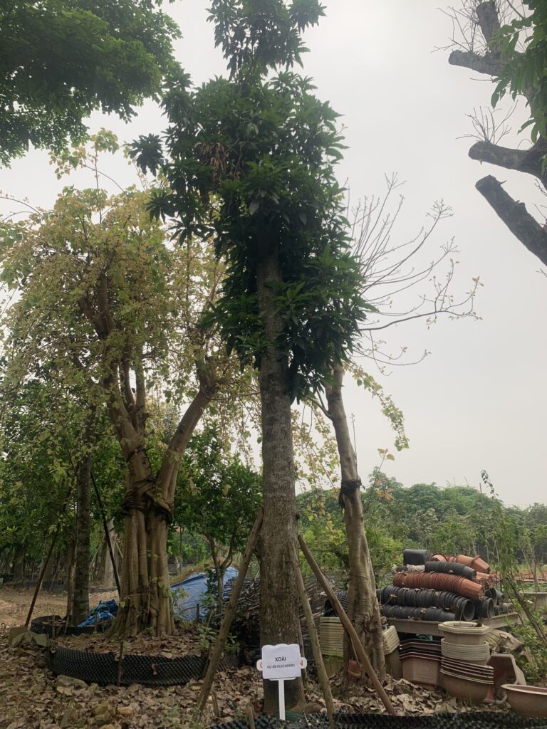 THÔNG TIN VỀ HỆ THỐNG CÂY XANH CẢNH QUAN CỦA FELIZ HOMES