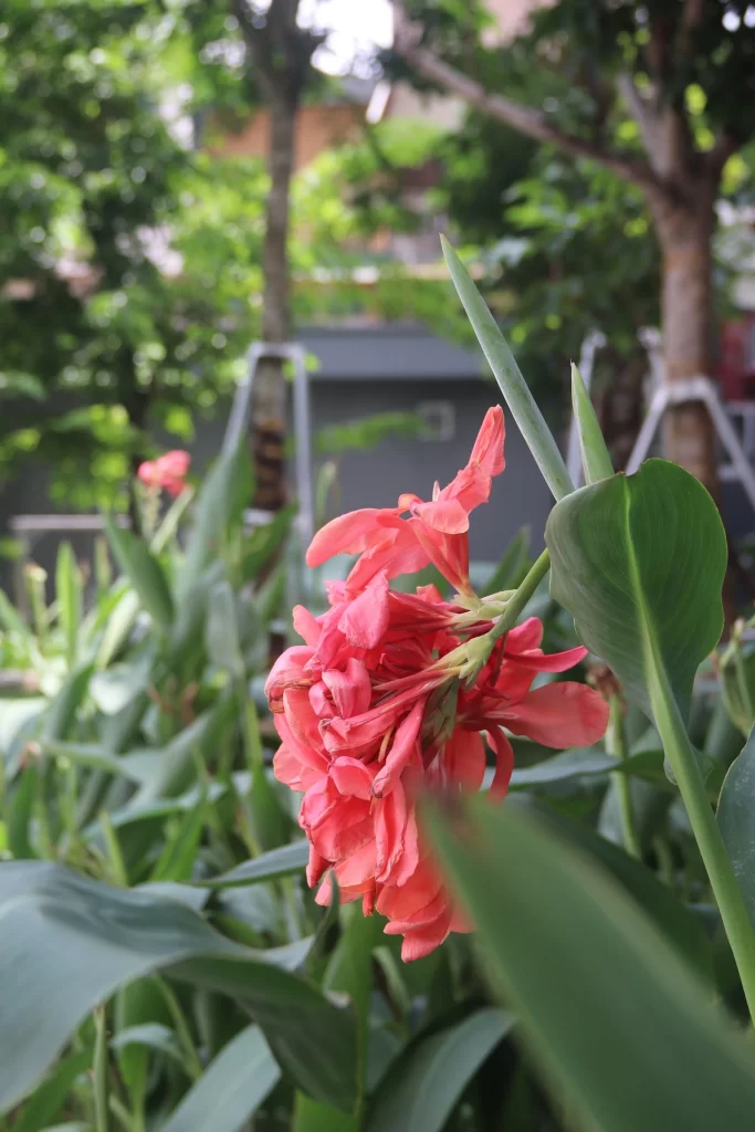 Feliz Homes – Hạnh phúc đến từ những điều giản dị, một buổi chiều thảnh thơi bên hồ bơi trong xanh.